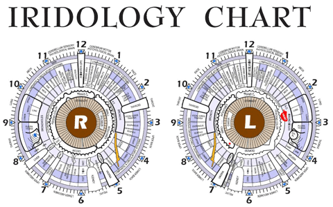 diagnosing physical ailments through iridology the zenni reflexology chart for feet