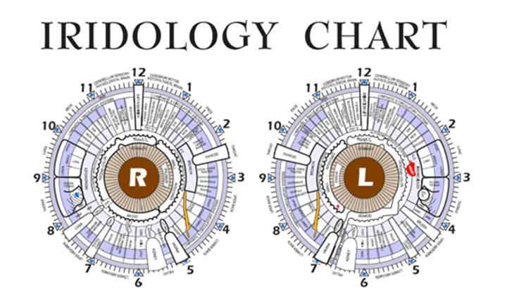 Cat Iridology Chart