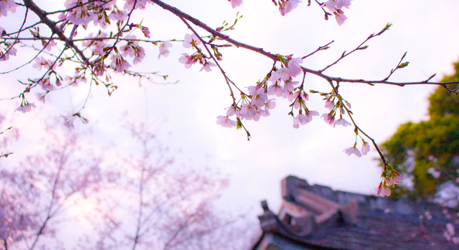 Cherry blossoms on a tree branch with blurred cherry blossoms and a traditional roof in the background.