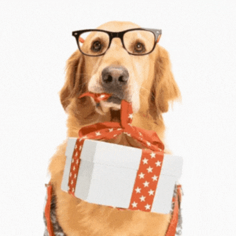 Golden retriever wearing glasses, holding a white gift box with red star-patterned ribbon in its mouth.