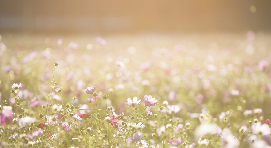 Field of pink and white flowers in soft, warm sunlight.