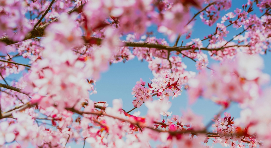 Embrace Spring with Cherry Blossom Inspired Glasses from Zenni