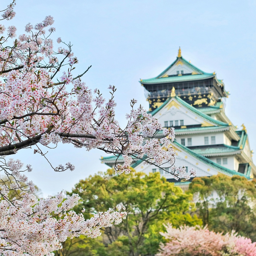 Cherry blossoms in full bloom with a traditional Japanese castle in the background.