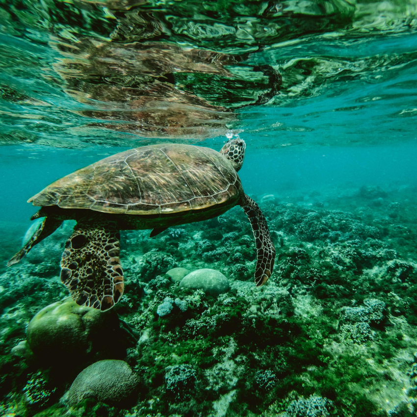 Sea turtle swimming underwater near coral reefs.