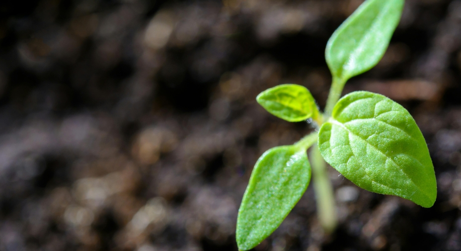 Young green seedling sprouting from soil.