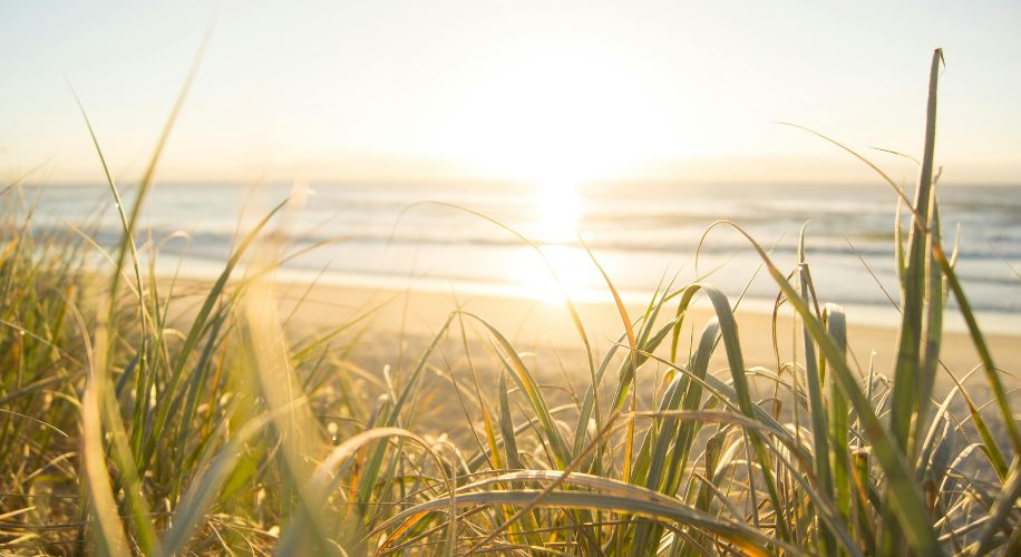 Beach grass with sunlight in the background.