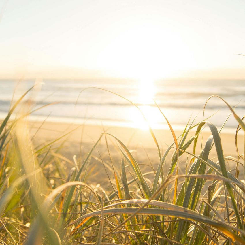 Sunlit beach with tall, green grass in the foreground.