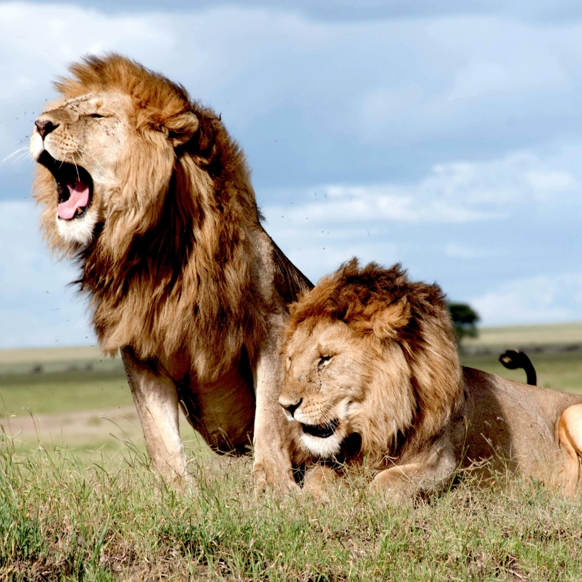 Two male lions with majestic manes; one is roaring and the other is lying down in the grass.