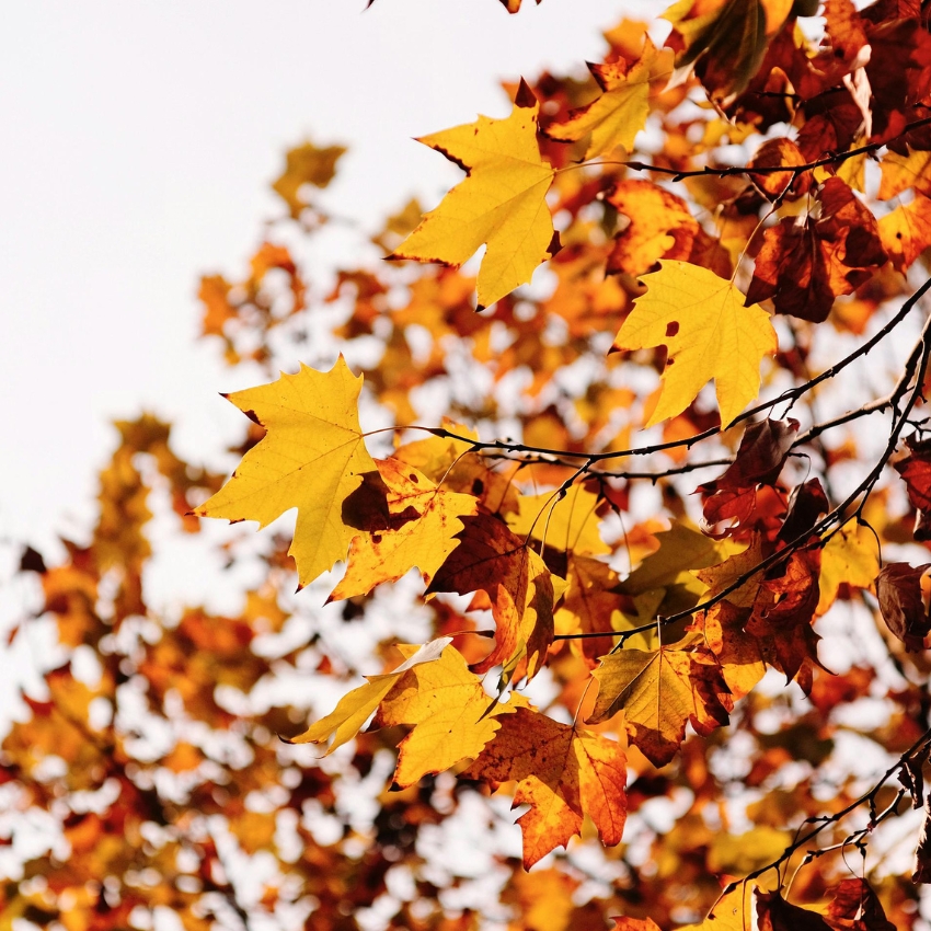 Autumn leaves on a branch, featuring yellow and orange hues.